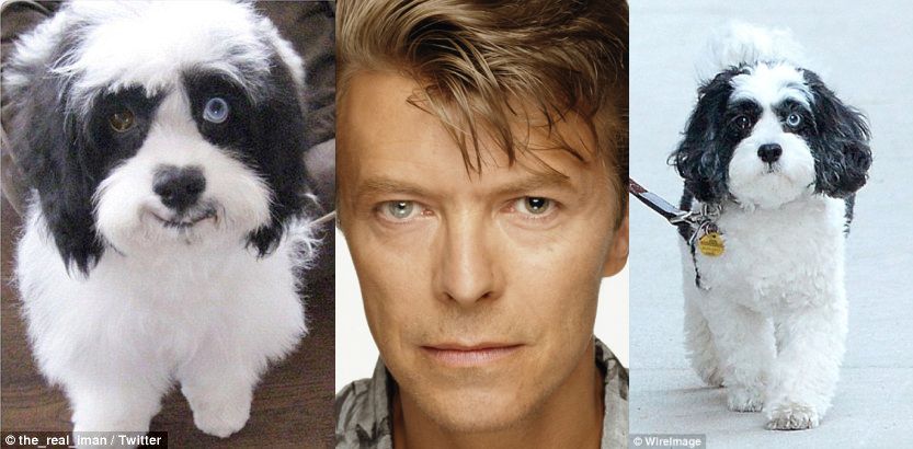 David Bowie and his Doggy.jpg