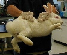120_graphic_lab_rabbit1_flyingbunny.jpg