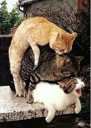 trois[1].jpg
