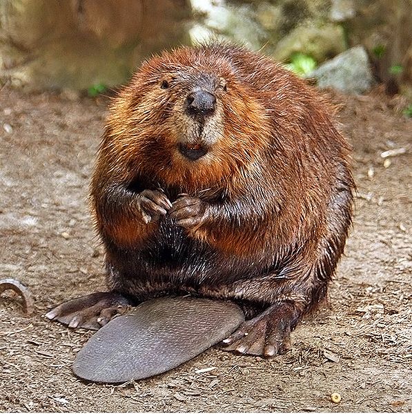 597px-American_Beaver.jpg